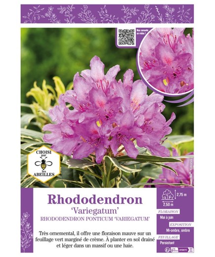 RHODODENDRON PONTICUM VARIEGATUM