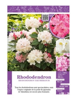 RHODODENDRON YAKUSHIMANUM (varié)