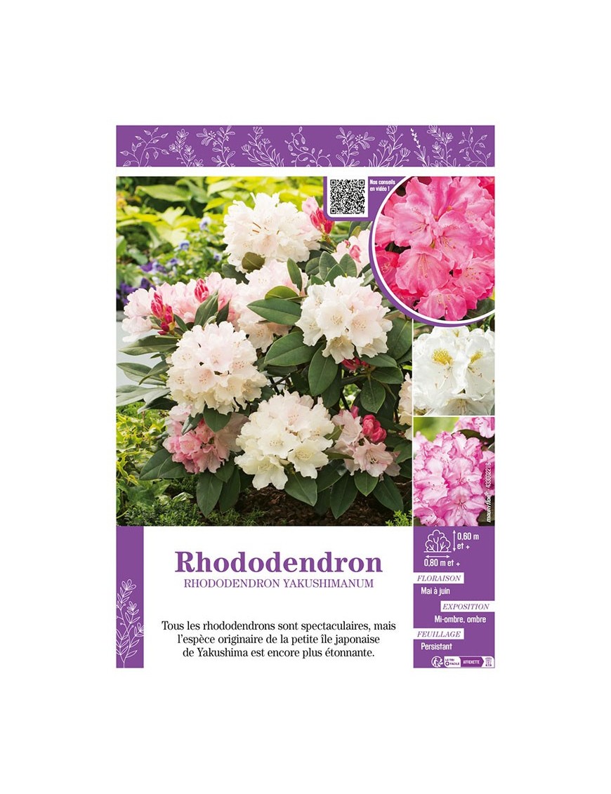 RHODODENDRON YAKUSHIMANUM (varié)