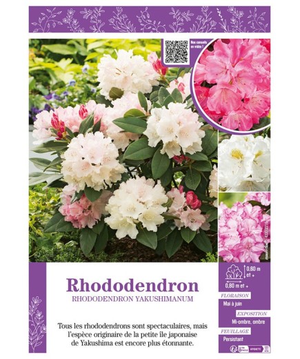 RHODODENDRON YAKUSHIMANUM (varié)