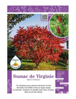 RHUS TYPHINA voir SUMAC DE VIRGINIE