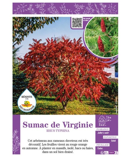 RHUS TYPHINA voir SUMAC DE VIRGINIE