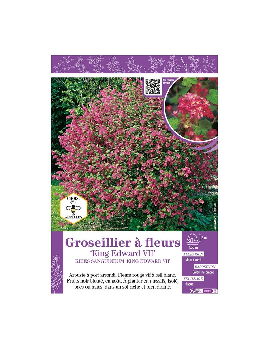 RIBES SANGUINEUM KING ÉDOUARD VII voir GROSEILLIER À FLEURS