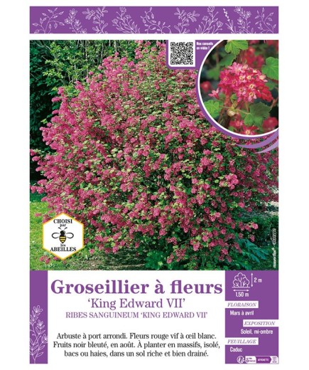 RIBES SANGUINEUM KING ÉDOUARD VII voir GROSEILLIER À FLEURS