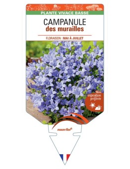 CAMPANULE des murailles