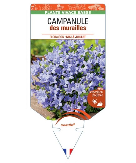CAMPANULE des murailles