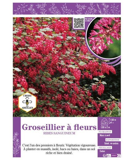RIBES SANGUINEUM voir GROSEILLIER À FLEURS