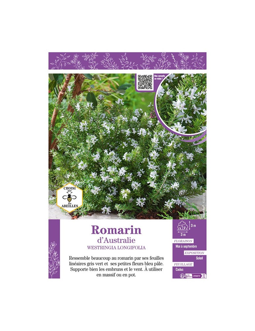ROMARIN D'AUSTRALIE WESTRINGIA LONGIFOLIA