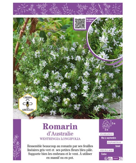 ROMARIN D'AUSTRALIE WESTRINGIA LONGIFOLIA