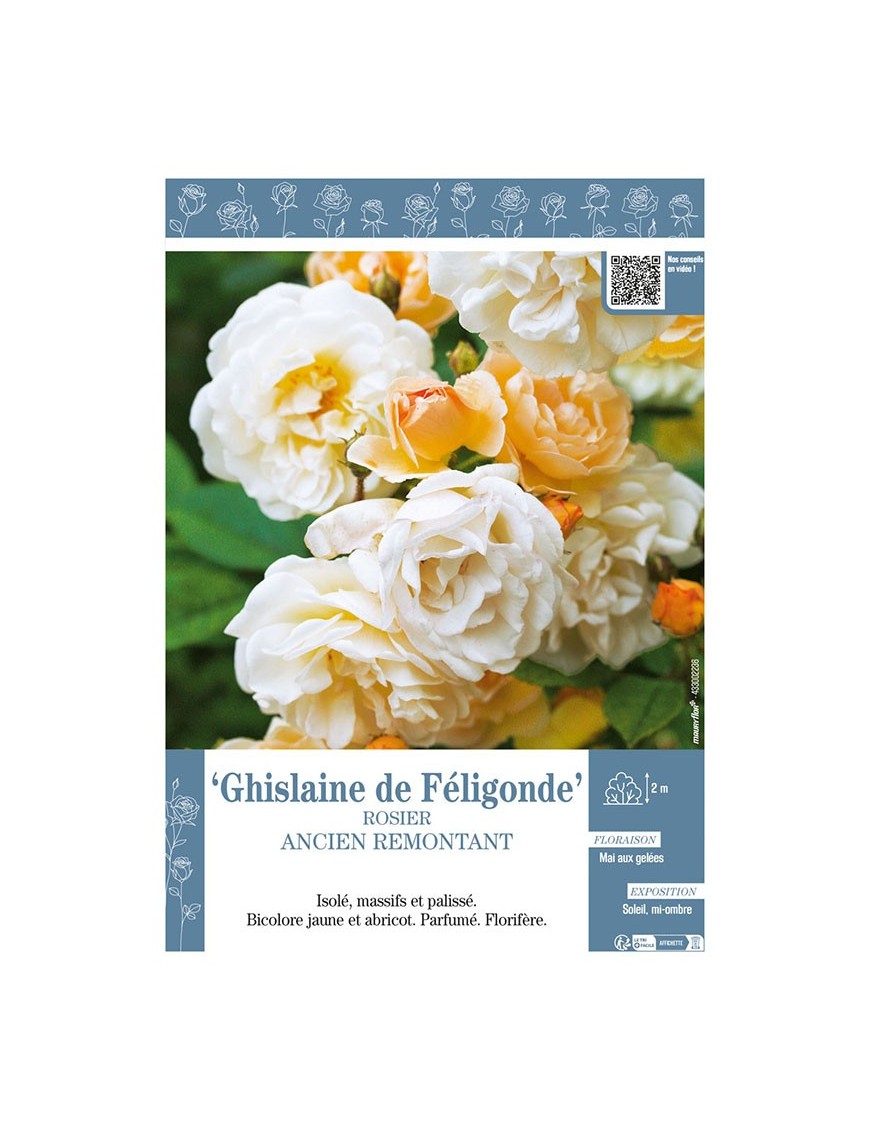 ROSIER ANCIEN REMONTANT GHISLAINE DE FÉLIGONDE