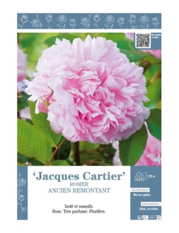 ROSIER ANCIEN REMONTANT JACQUES CARTIER