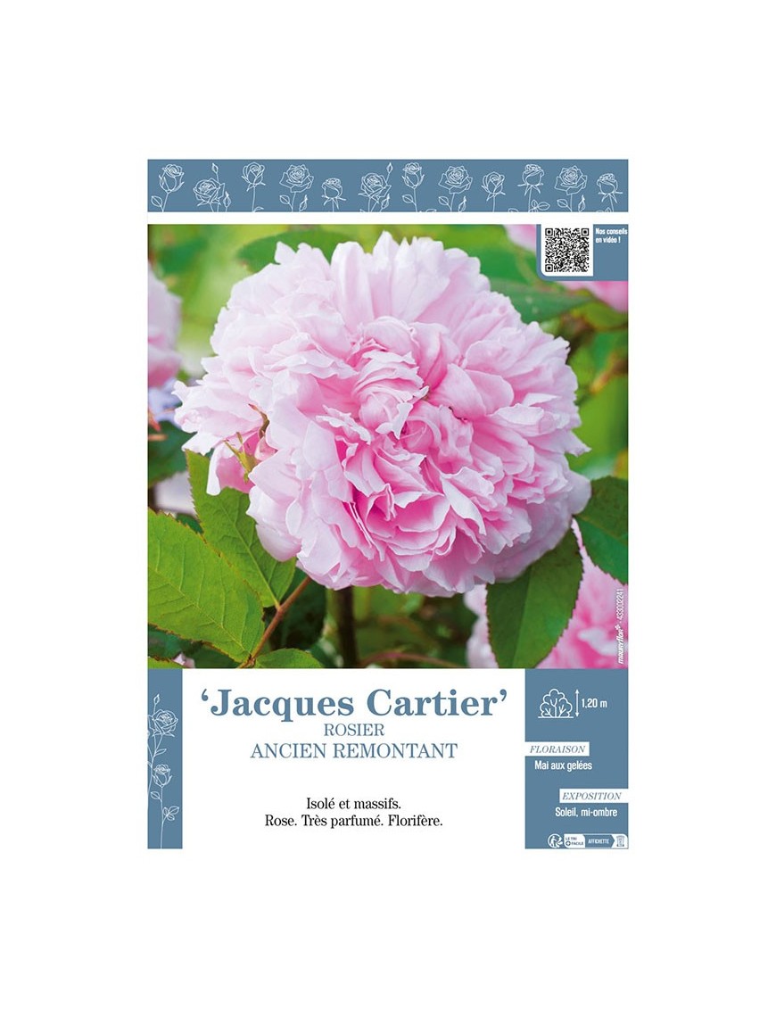 ROSIER ANCIEN REMONTANT JACQUES CARTIER