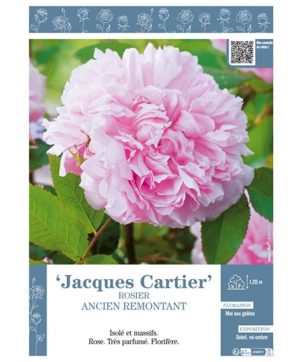 ROSIER ANCIEN REMONTANT JACQUES CARTIER