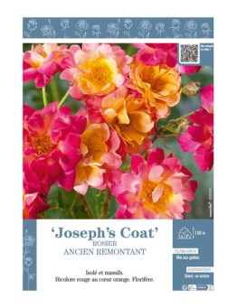 ROSIER ANCIEN REMONTANT JOSEPH'S COAT