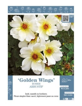 ROSIER ARBUSTIF GOLDEN WINGS
