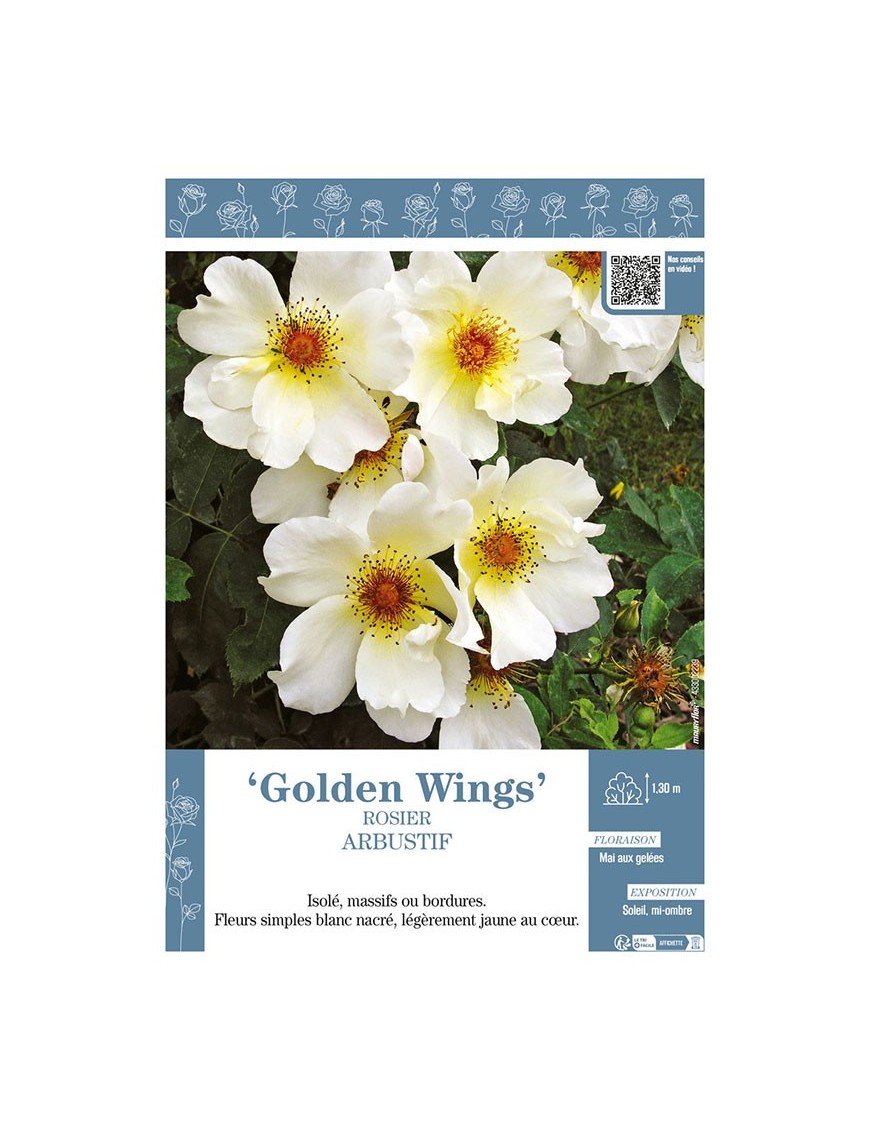 ROSIER ARBUSTIF GOLDEN WINGS