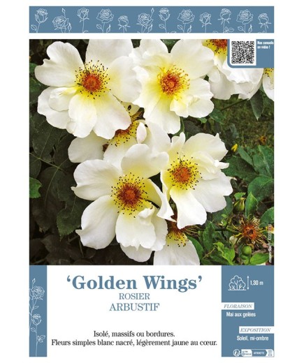 ROSIER ARBUSTIF GOLDEN WINGS