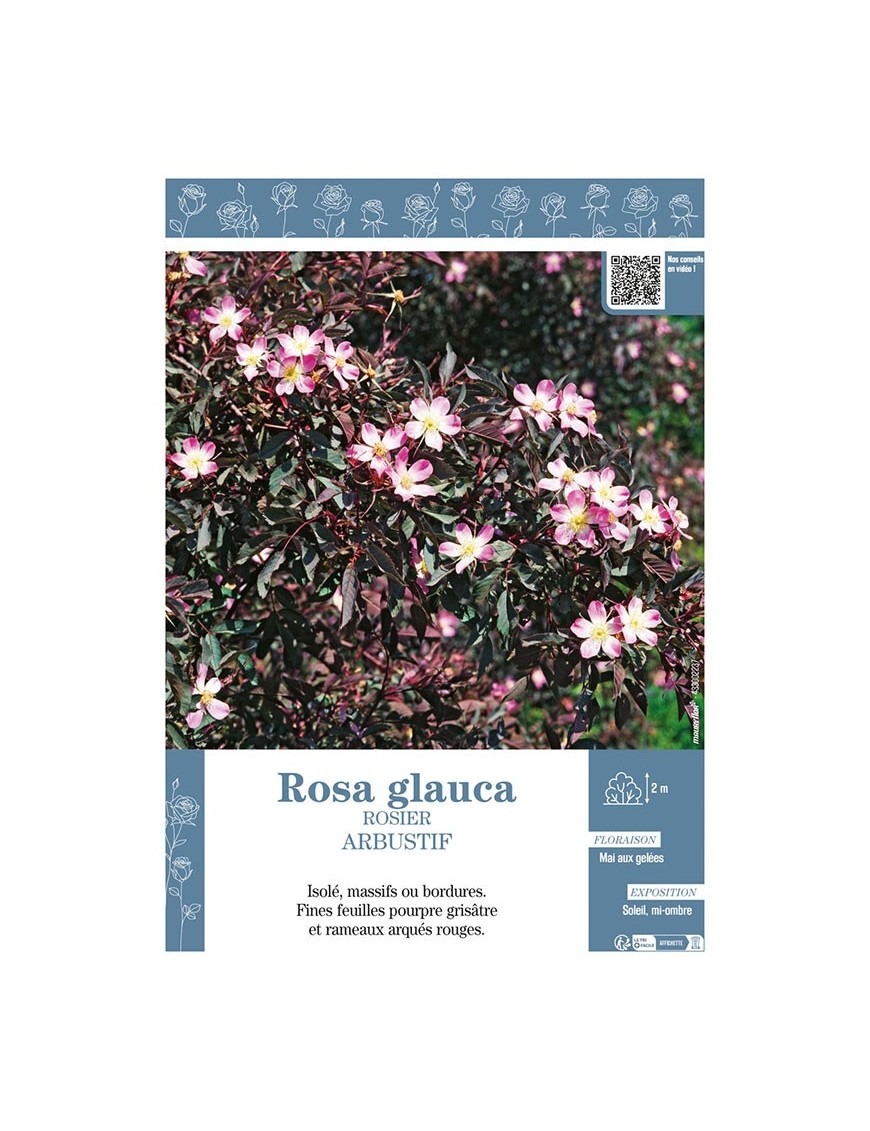 ROSIER ARBUSTIF ROSA GLAUCA