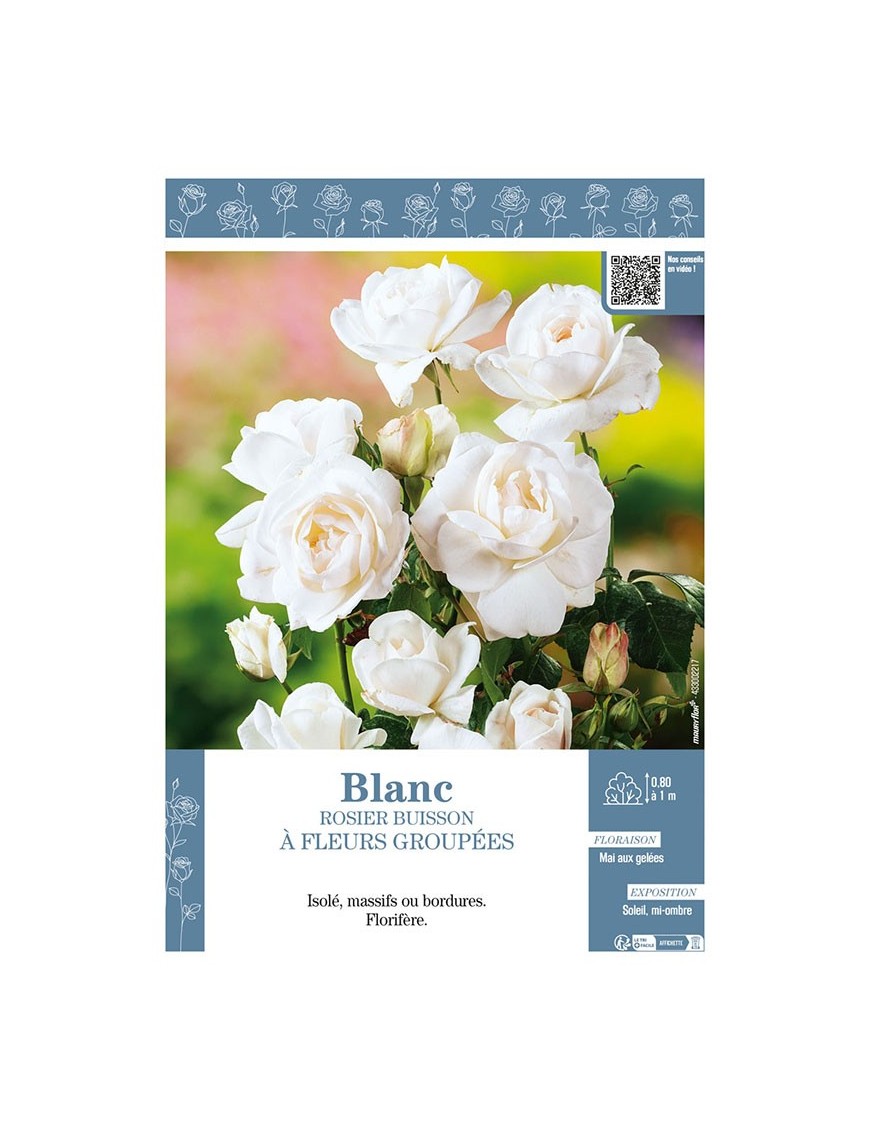 ROSIER BUISSON À FLEURS GROUPÉES (blanc)