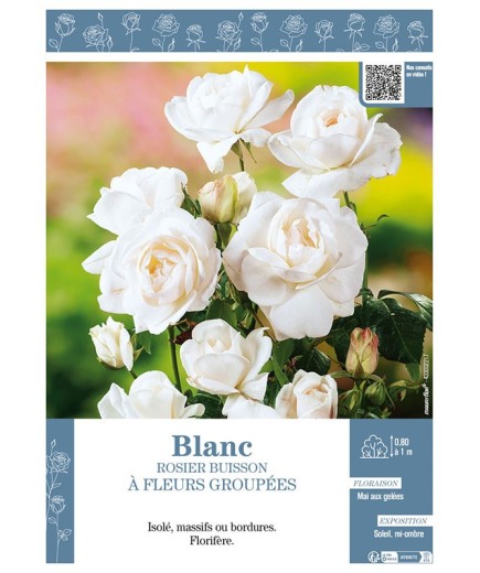 ROSIER BUISSON À FLEURS GROUPÉES (blanc)