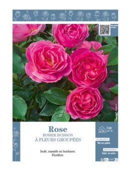 ROSIER BUISSON À FLEURS GROUPÉES (rose)