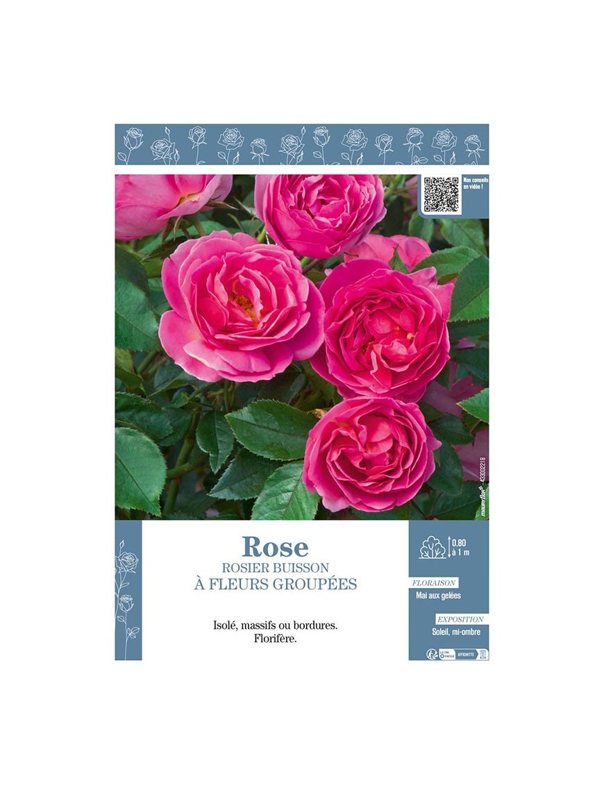 ROSIER BUISSON À FLEURS GROUPÉES (rose)