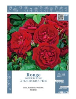 ROSIER BUISSON À FLEURS GROUPÉES (rouge)