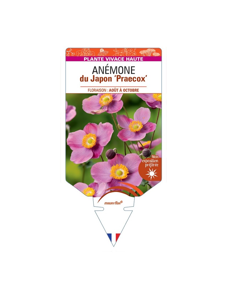 ANEMONE hupehensis Praecox voir Anémone du Japon