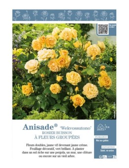 ROSIER BUISSON À FLEURS GROUPÉES ANISADE® WEKVOSSUTONO