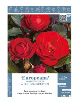 ROSIER BUISSON À FLEURS GROUPÉES EUROPEANA