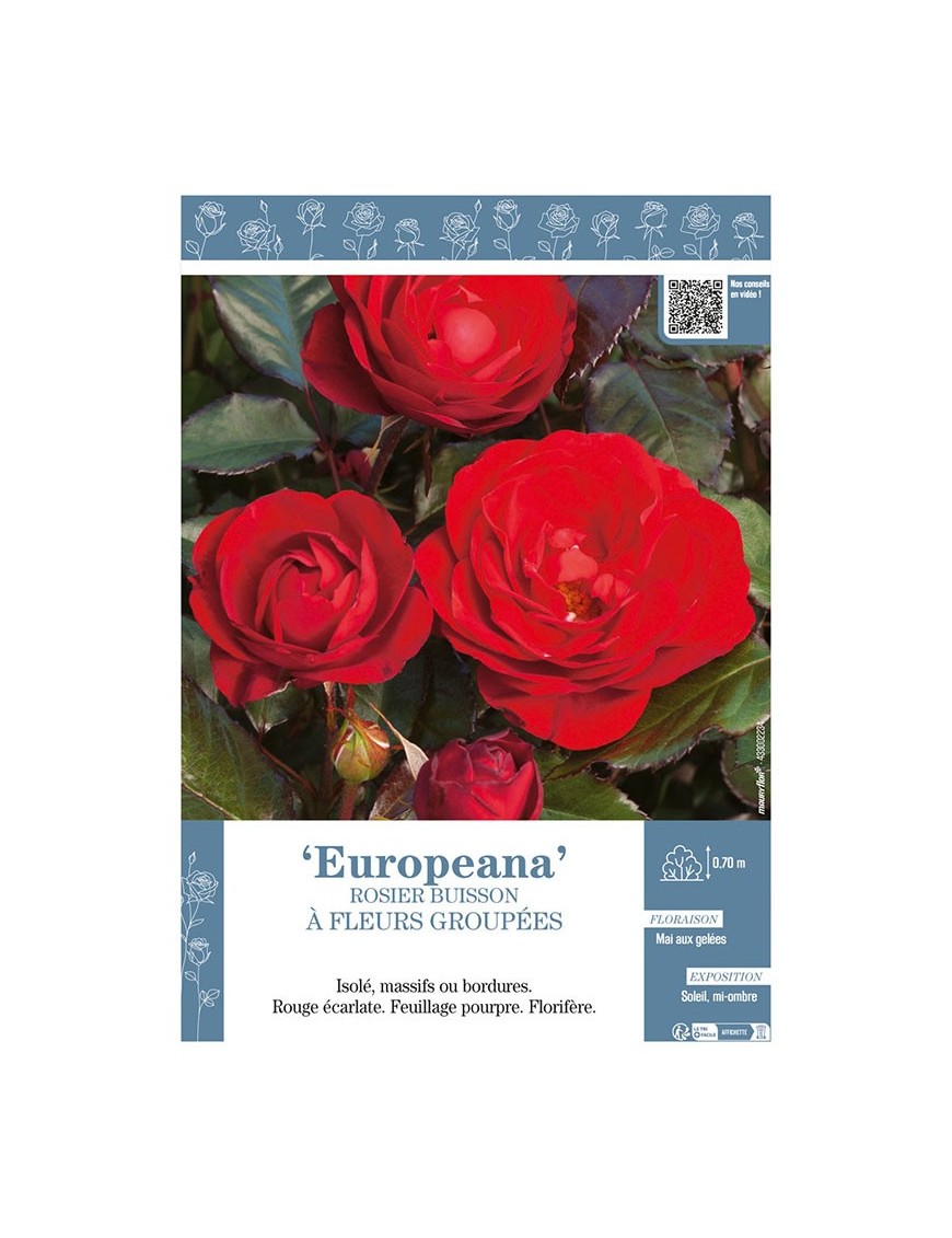 ROSIER BUISSON À FLEURS GROUPÉES EUROPEANA
