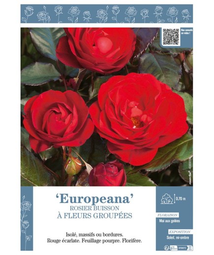 ROSIER BUISSON À FLEURS GROUPÉES EUROPEANA