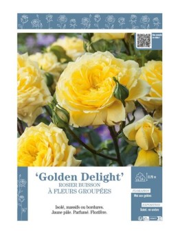 ROSIER BUISSON À FLEURS GROUPÉES GOLDEN DELIGHT