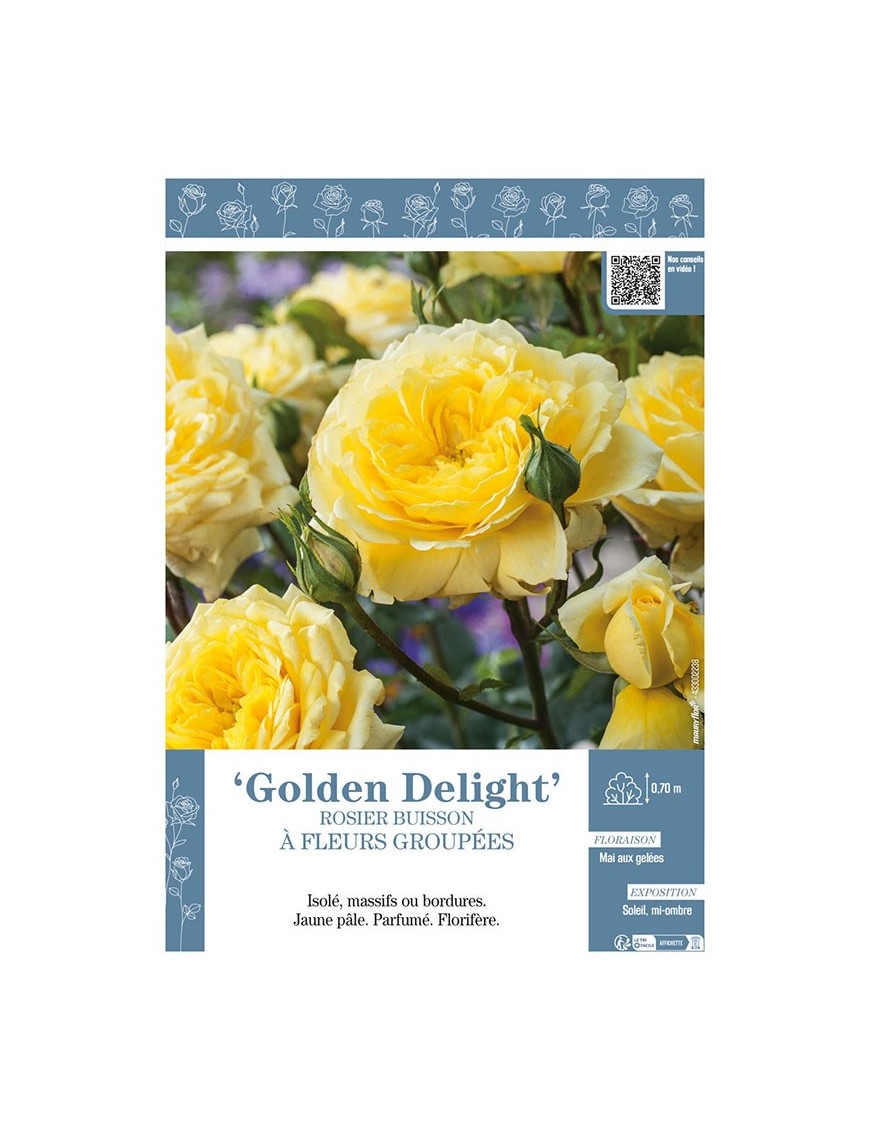ROSIER BUISSON À FLEURS GROUPÉES GOLDEN DELIGHT