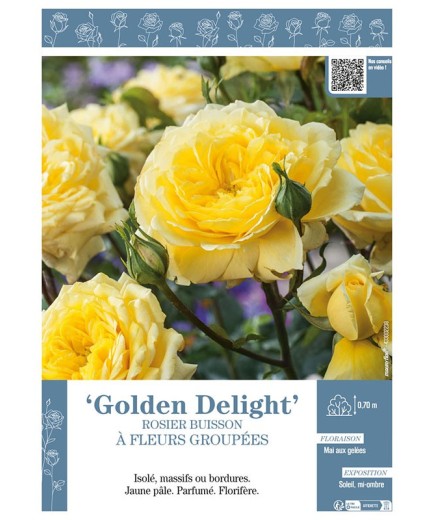 ROSIER BUISSON À FLEURS GROUPÉES GOLDEN DELIGHT