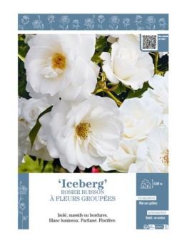 ROSIER BUISSON À FLEURS GROUPÉES ICEBERG