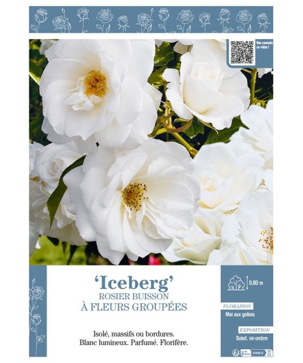 ROSIER BUISSON À FLEURS GROUPÉES ICEBERG