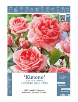 ROSIER BUISSON À FLEURS GROUPÉES KIMONO