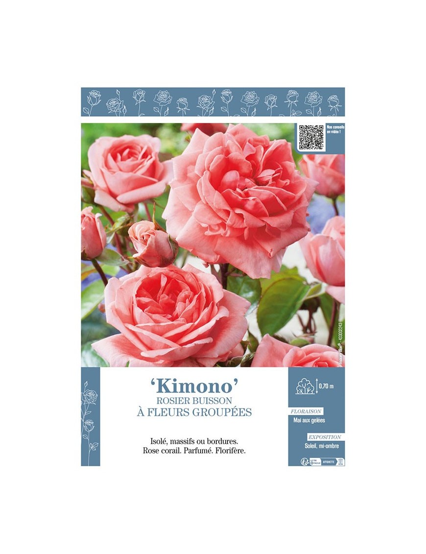 ROSIER BUISSON À FLEURS GROUPÉES KIMONO