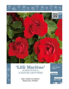 ROSIER BUISSON À FLEURS GROUPÉES LILI MARLENE