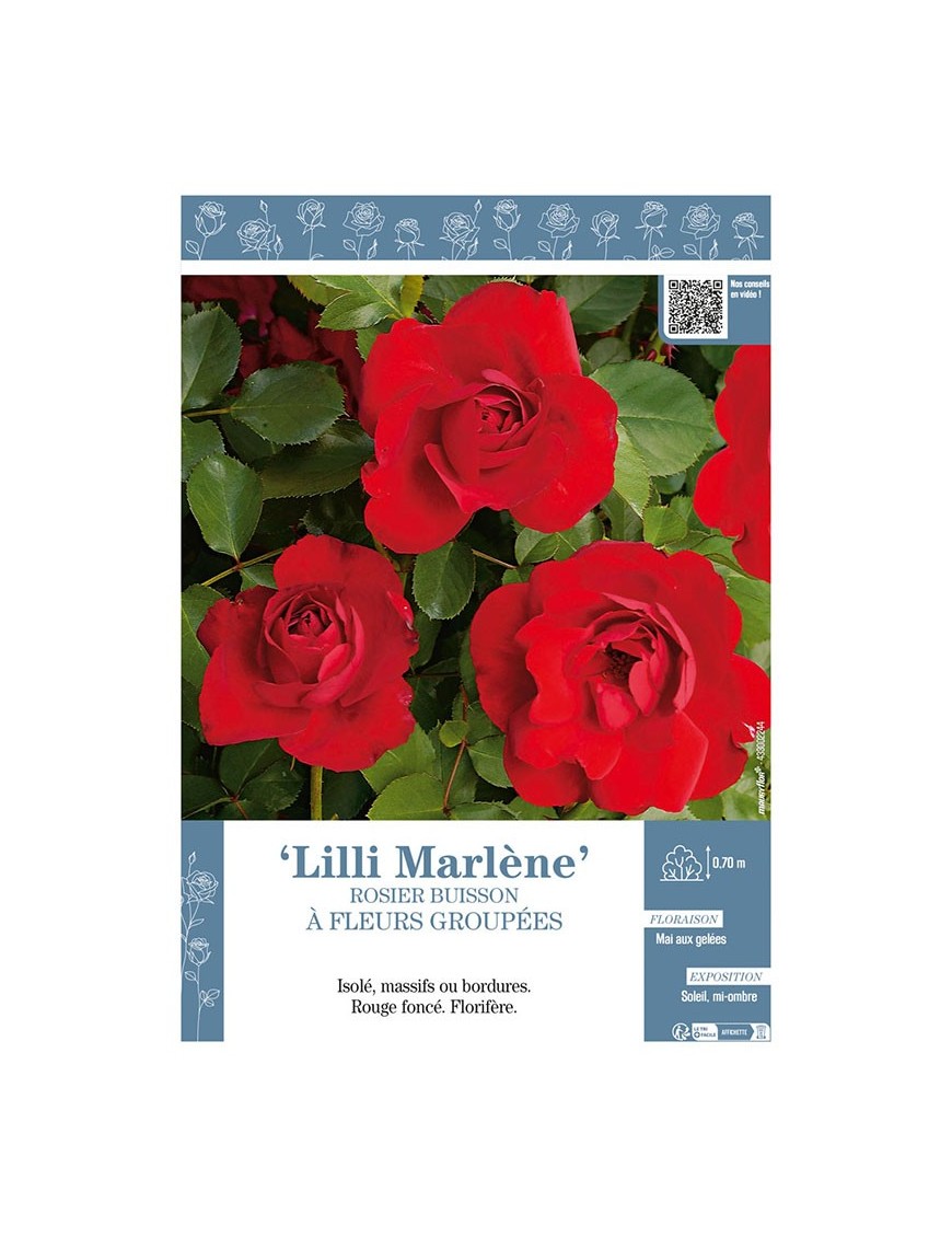 ROSIER BUISSON À FLEURS GROUPÉES LILI MARLENE