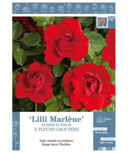 ROSIER BUISSON À FLEURS GROUPÉES LILI MARLENE