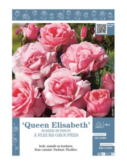 ROSIER BUISSON À GRANDES GROUPÉES Queen Elisabeth