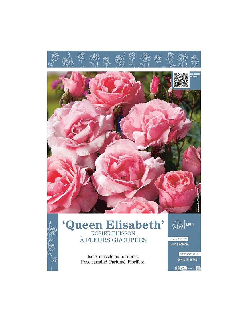 ROSIER BUISSON À GRANDES GROUPÉES Queen Elisabeth