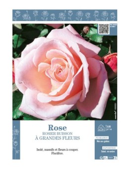 ROSIER BUISSON À GRANDES FLEURS (rose)