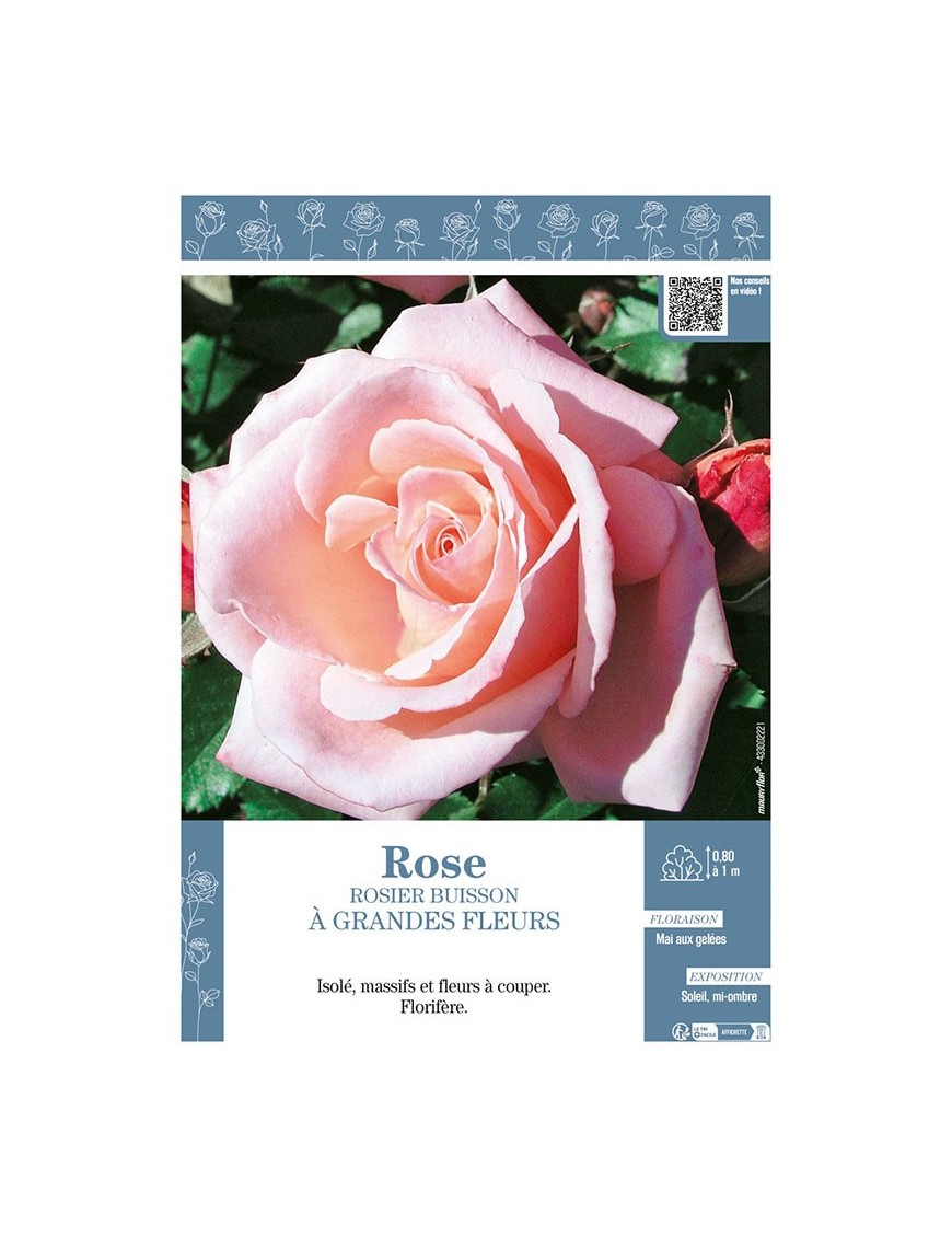 ROSIER BUISSON À GRANDES FLEURS (rose)