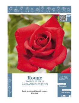 ROSIER BUISSON À GRANDES FLEURS (rouge)
