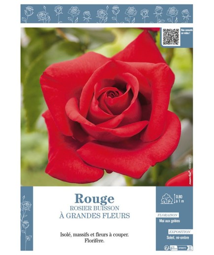 ROSIER BUISSON À GRANDES FLEURS (rouge)