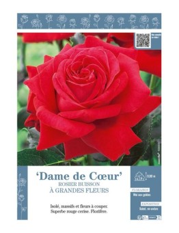 ROSIER BUISSON À GRANDES FLEURS DAME DE CŒUR