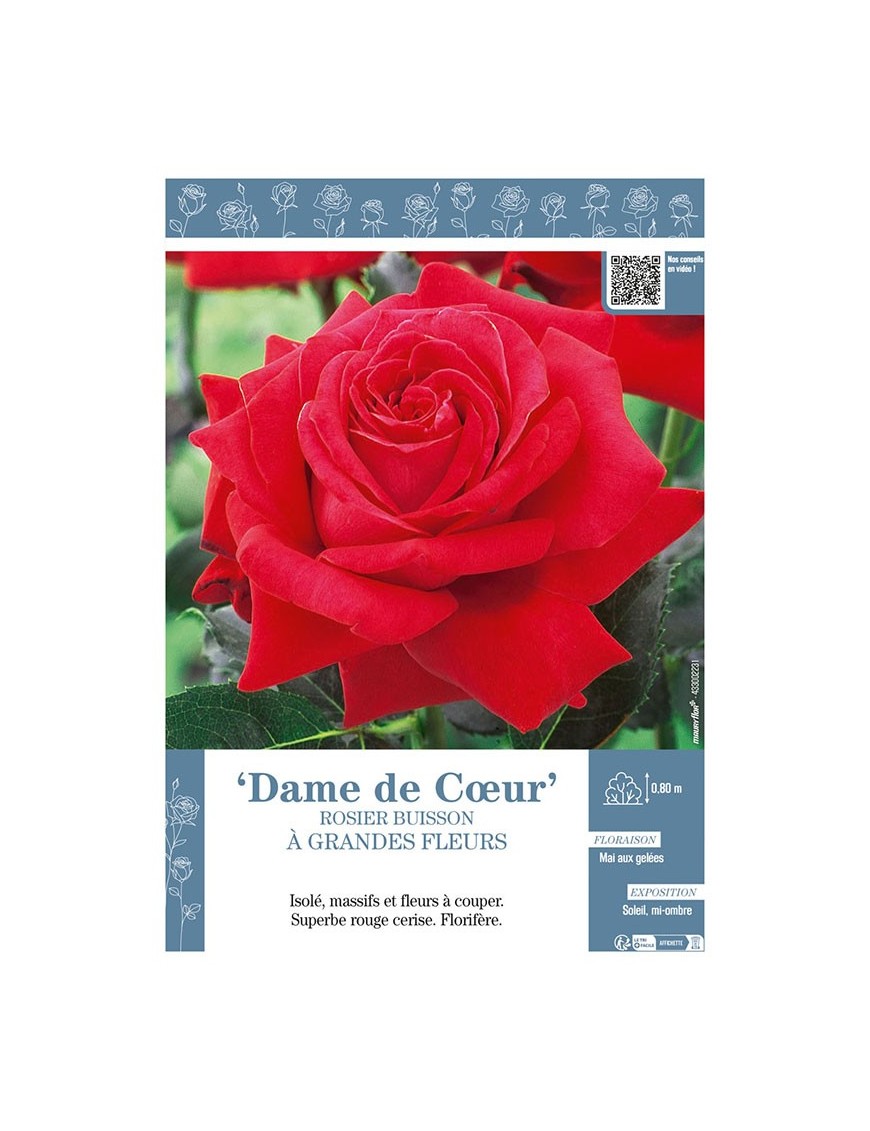 ROSIER BUISSON À GRANDES FLEURS DAME DE CŒUR